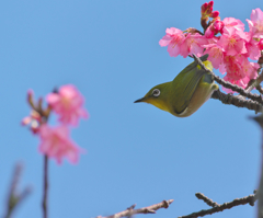 寒緋桜とメジロ
