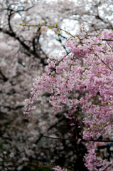 二ヶ領用水-雨に濡れる桜(III)