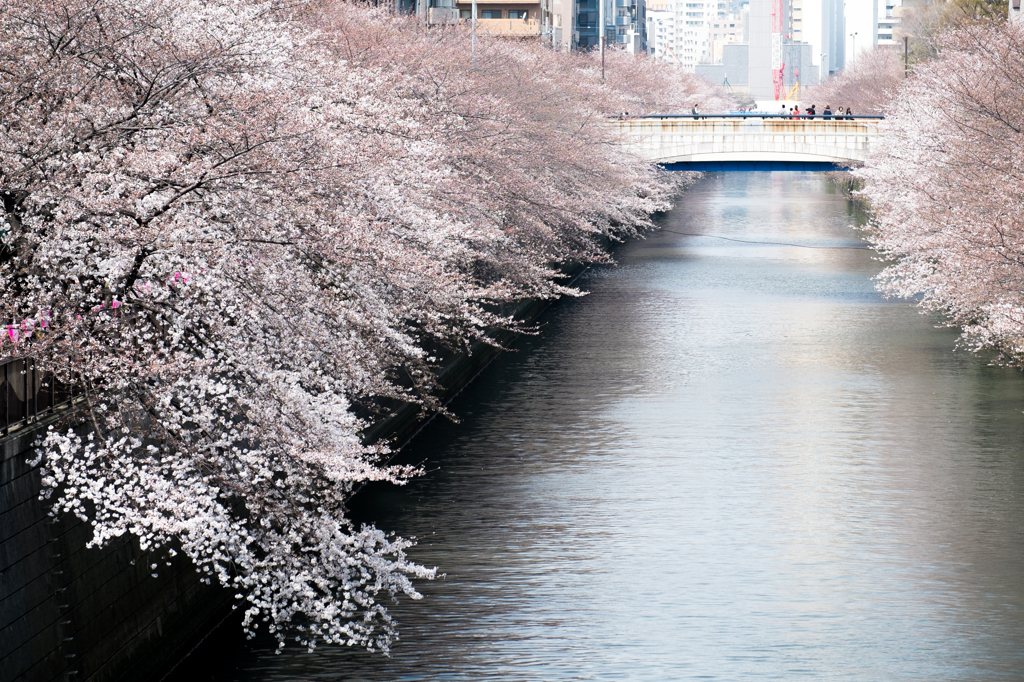 目黒川-水辺の桜(I)