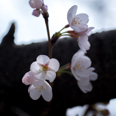 目黒川-水辺の桜(VIII)