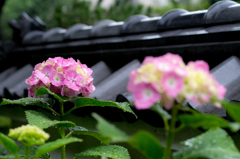 紫陽花と雨に打たれて(I)