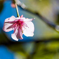 遅出しで、早咲きの桜(II)