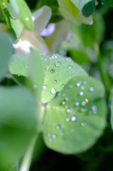 水ボケ(I)