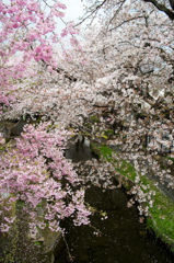 二ヶ領用水-雨に濡れる桜(I)