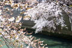 目黒川-水辺の桜(II)