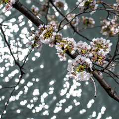 目黒川-水辺の桜(IV)