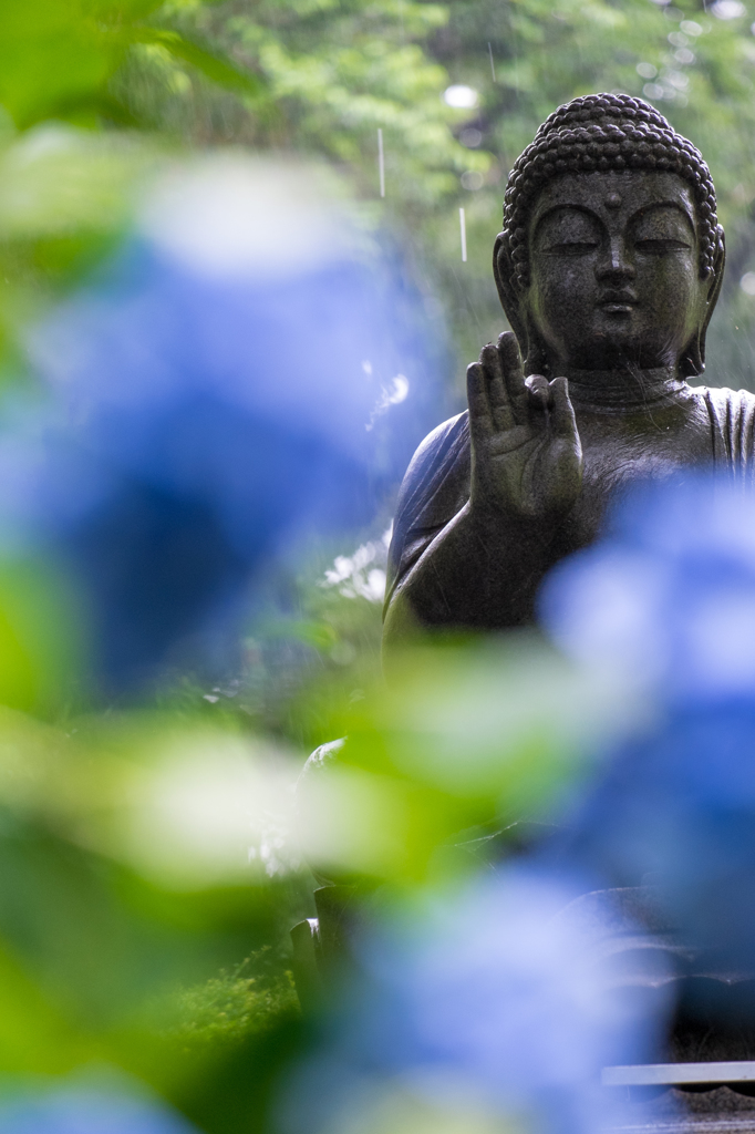 紫陽花と雨に打たれて(VI) 指の先に...