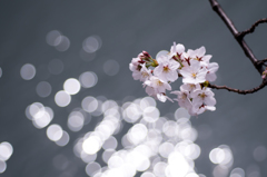 目黒川-水辺の桜(V)