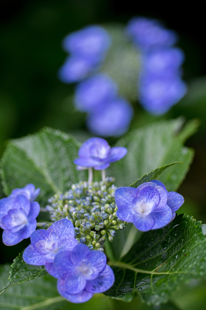 紫陽花と雨に打たれて(II)