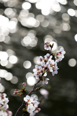 目黒川-水辺の桜(電池切れ)