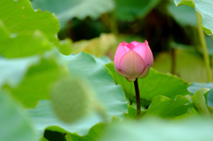 Lotus Lake Again (I)