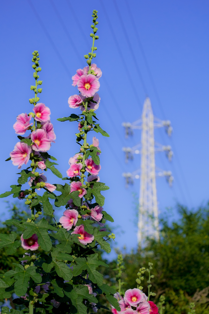 路傍の花畑・帰り道(II)