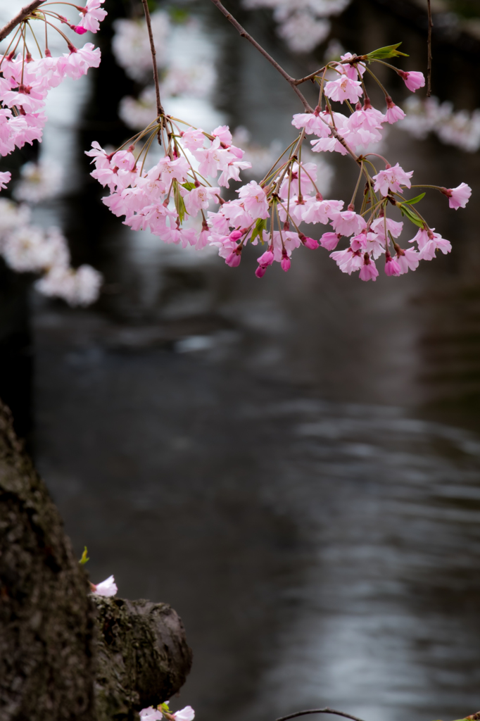 二ヶ領用水-雨に濡れる桜(IV)