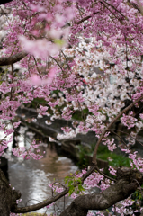 二ヶ領用水-雨に濡れる桜(II)