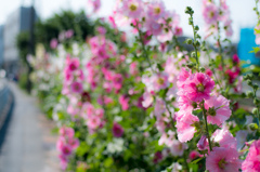 府中街道・路傍の花畑(I)