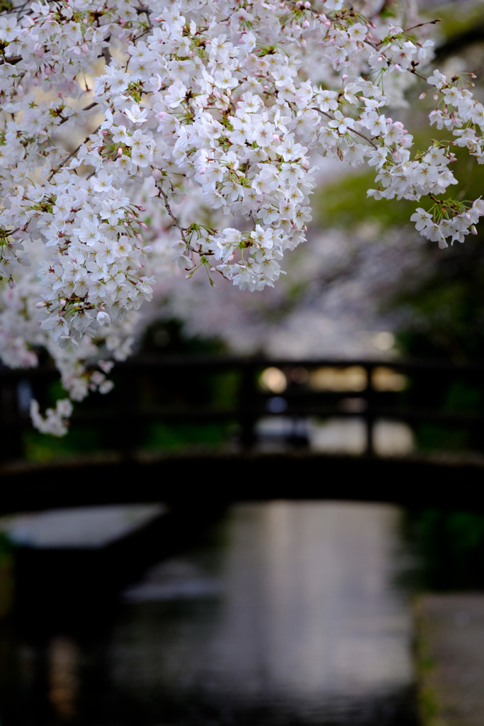 多摩川・二ヶ領用水の桜(5)