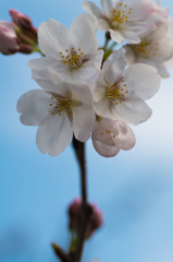 目黒川-水辺の桜(VII)