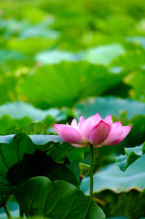 Lotus Lake in Hanoi