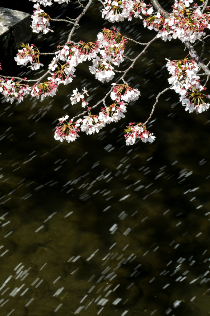 二ヶ領用水-流れる桜