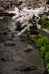 二ヶ領用水-雨に散る桜