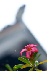 砂漠のバラにも雨が...