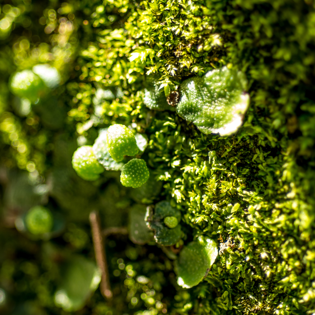 Green Mushrooms?