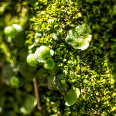 Green Mushrooms?