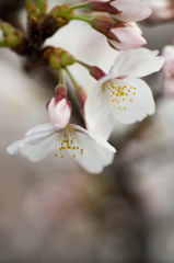 目黒川-水辺の桜(IX)