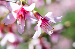 遅出しで、早咲きの桜(I)