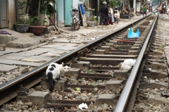 3.猫が行き交う線路