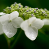 紫陽花と雨に打たれて(III)