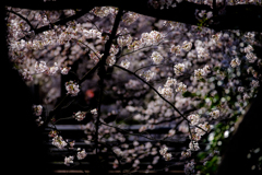 多摩川・二ヶ領用水の桜(2)