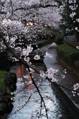 二ヶ領用水-夜の桜