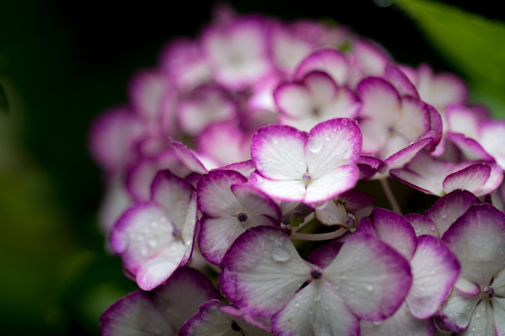 紫陽花と雨に打たれて(V)