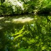 沼に射し込む光