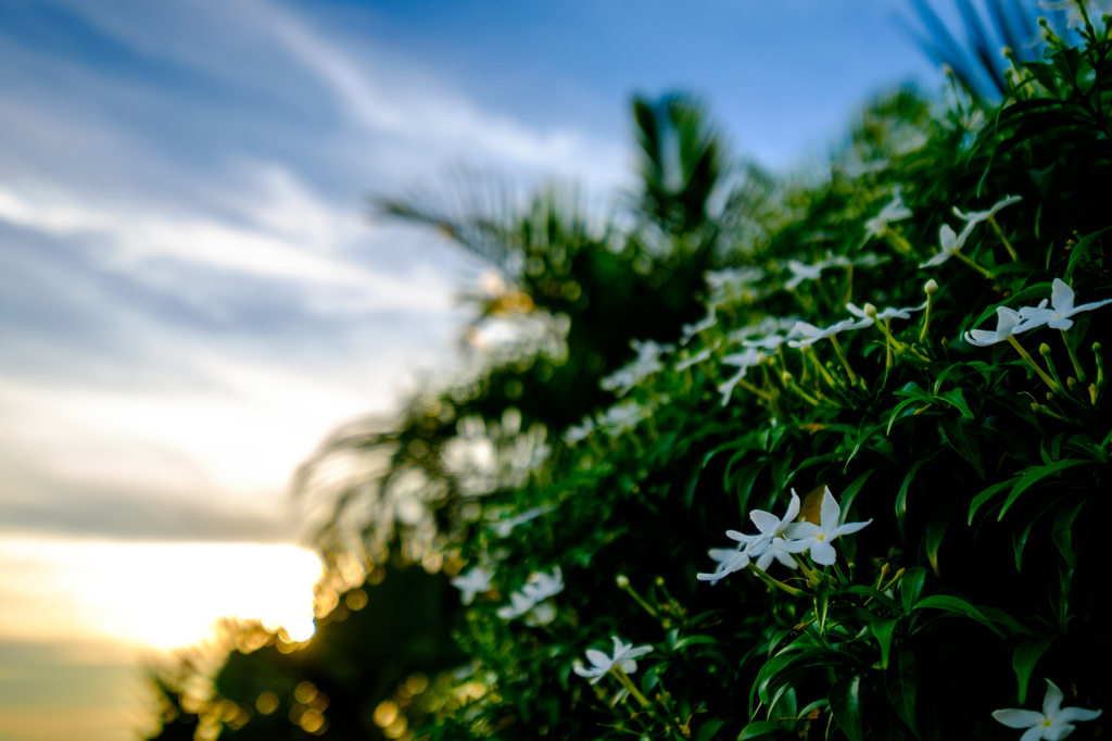 雲と花と