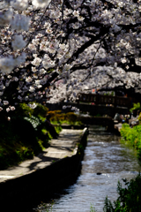 多摩川・二ヶ領用水の桜(1)