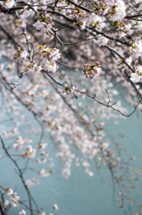 目黒川-水辺の桜(III)