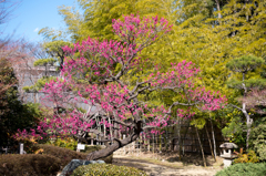 府中市郷土の森博物館(IX)