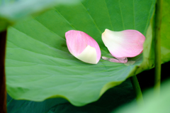 雨雫と花びら