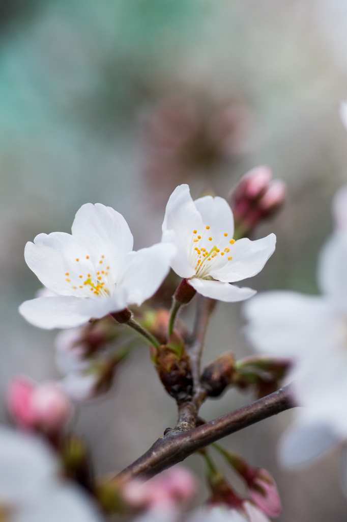 目黒川-水辺の桜(X)