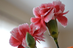 花3