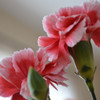 花3