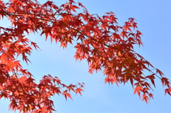 紅葉16