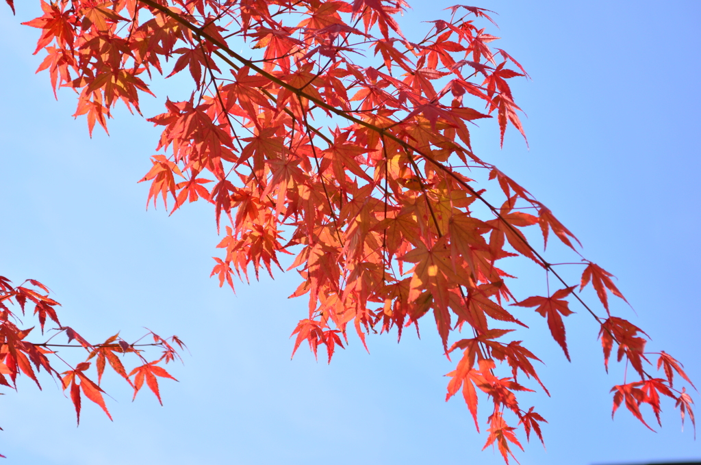 紅葉11