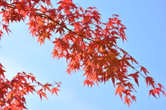 紅葉15