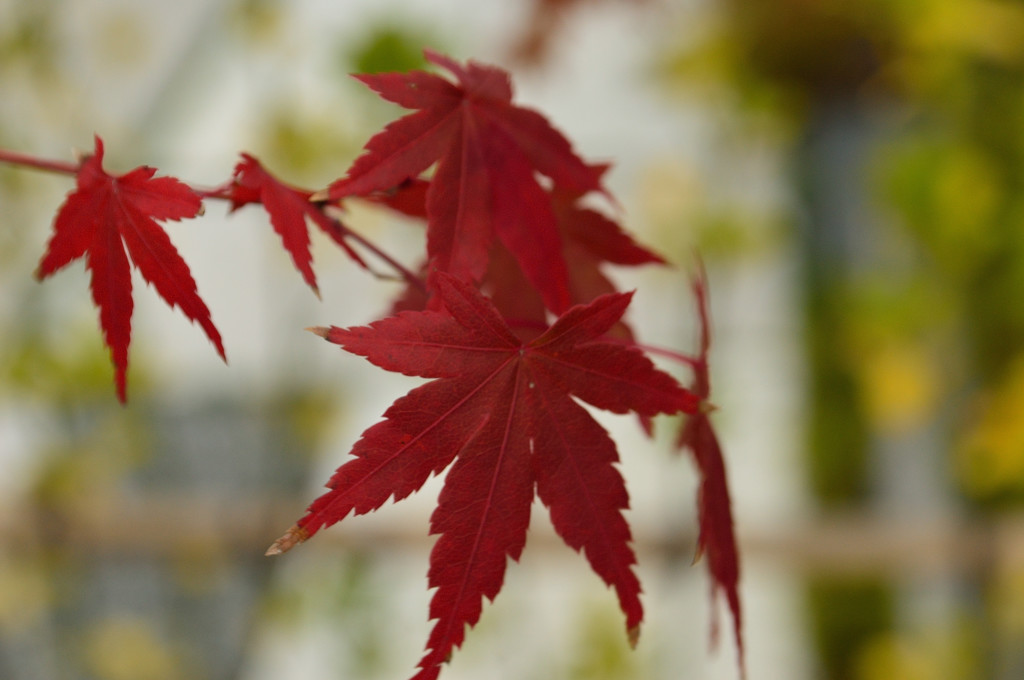 紅葉2