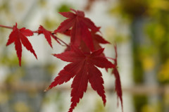 紅葉2