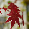 紅葉2