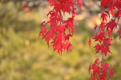 紅葉14